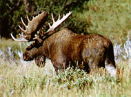 Photo of a moose.