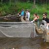 Fish and Game employees line up across Deception Creek to collect Chinook salmon for their eggtake.