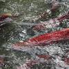 Chinook salmon accumulate below the hatcheryâ€™s fish ladder in Ship Creek.