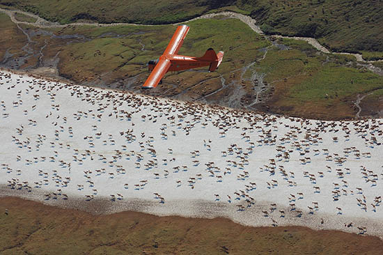 Insect harassment causes caribou to bunch up in summer Biologists take advantage of this and conduct aerial photocensus of herds to estimate populations