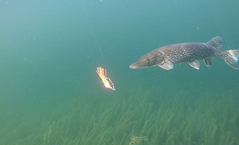 Underwater and drone videography enhances the video