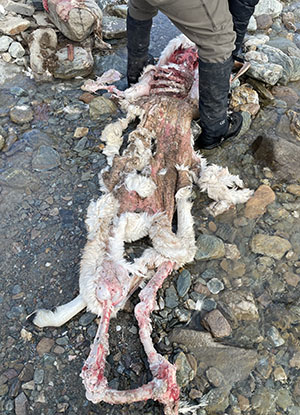 Examining the carcass Bears are one of the few large predators that regularly eat the rumen of their prey