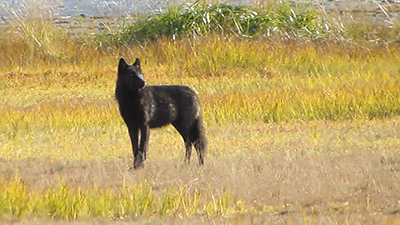 A black colored wolf on the Gustavus Forelands in Southeast Alaska
