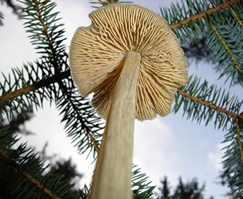 The network of rootlike mycorrhiza or fungal mycelium of mushrooms and truffles in the soil benefits trees like white spruce in Alaska