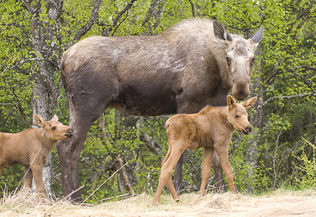 A moose can raise its hackles if it feels threatened  the longer hairs on the shoulder hump This can be a warning to stay away Photo by Mark Emery