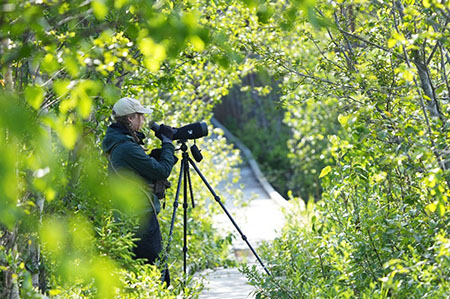 In 2026 more than a dozen bird and wildlife festivals will offer bird and bear watching opportunities and educational activities Photo by Arin Underwood