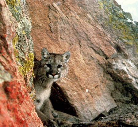 Mountain lions are capable of exploiting a wide range of habitats They have not historically been found in Alaska but there have been a few documented sightings in Southeast Alaska and some animals have been moving in from British Columbia   Photo by Larry Moats USFWS