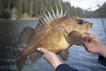 Rockfish: Matrotrophically Viviparous, Alaska Department of Fish and Game