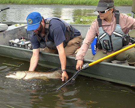 ADFampG research biologists Matt Albert and Laura Gutierrez net a nice pike in this still from the video