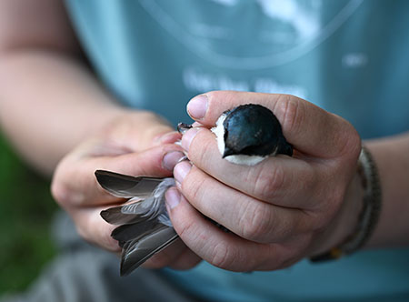 Careful bird handling Photo by Heather McFarland