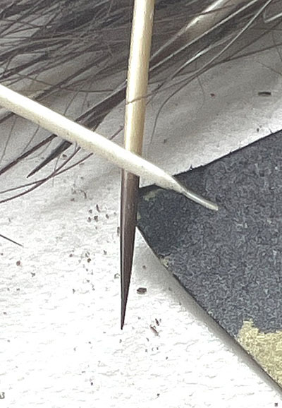 Porcupine quills are modified hairs and the follicle at the base can ldquoadjustrdquo the grip on the quill root narrow and elongated at right The black pointed end is covered with sharpedged overlapping scales that cut their way in and embed the point in the skin see the link at end for more