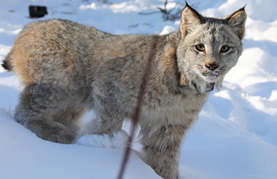 A juvenile lynx captured collared and released near Jatahmund Lake in the Tetlin National Wildlife Refuge in Interior Alaska Lynx are well established in most of Alaska north of the Southeast Panhandle and reports of mountain lions in Alaska sometimes turn out to be lynx see the link to the forensics article at the end Lynx are far better adapted for snow than mountain lions Photo by Sara Germain