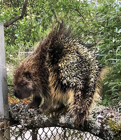 A defensive porcupine doesn39t shoot quills but a hard smack from that muscular tail can be shockingly fast and the quills embed and release