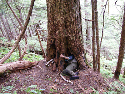 A fairly typical black bear den in Southeast Alaska in a cavity in a standing tree