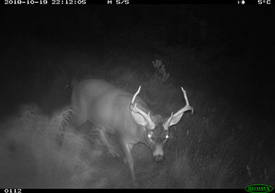 A trail camera deployed for a deer research project west of Petersburg captured this picture of a Sitka Blacktailed buck Trail cameras offer the best opportunity to document mountain lions moving into Alaska