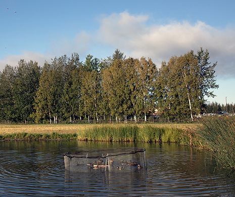 Captured ducks swim a duck trap in Creamer39s Pond Every bird captured is banded and contributes data