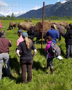 Wood Bison