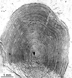 Magnified scale collected from a 805 mm male Chinook salmon