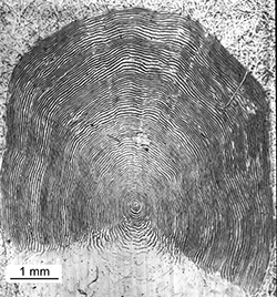 Magnified scale collected from a 781 mm male Chinook salmon