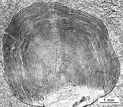Magnified scale collected from a 800 mm male Chinook salmon