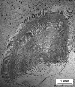Magnified scale collected from a 704 mm female Chinook salmon