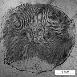 Magnified scale collected from a 778 mm male Chinook salmon