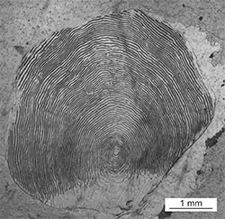 Magnified scale collected from a 681 mm male Chinook salmon
