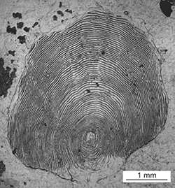 Magnified scale collected from a 614 mm male Chinook salmon