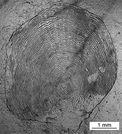 Magnified scale collected from a 709 mm male Chinook salmon