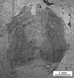 Magnified scale collected from a 613 mm male Chinook salmon
