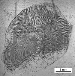 Magnified scale collected from a 746 mm male Chinook salmon
