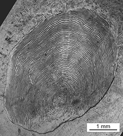 Magnified scale collected from a 719 mm male Chinook salmon