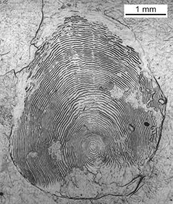 Magnified scale collected from a 661 mm male Chinook salmon