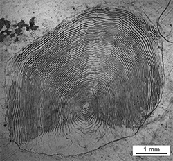 Magnified scale collected from a 729 mm male Chinook salmon