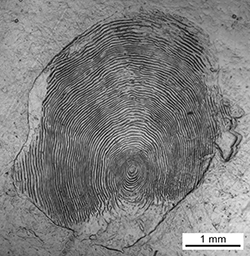 Magnified scale collected from a 660 mm male Chinook salmon