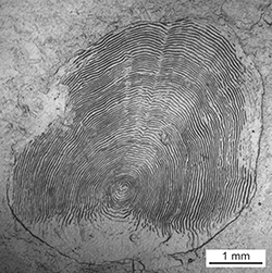 Magnified scale collected from a 668 mm male Chinook salmon