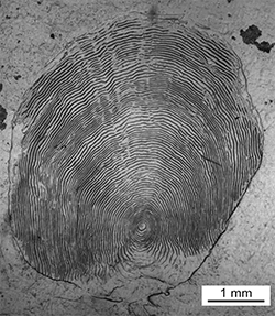 Magnified scale collected from a 689 mm male Chinook salmon