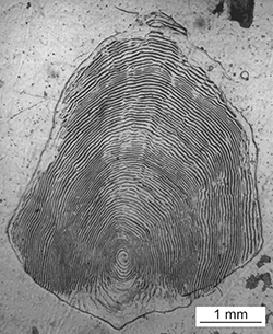 Magnified scale collected from a 668 mm Chinook salmon