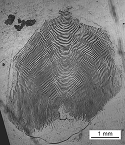 Magnified scale collected from a 625 mm Chinook salmon