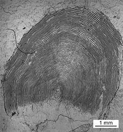 Magnified scale collected from a 808 mm female Chinook salmon
