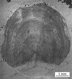 Magnified scale collected from a 924 mm female Chinook salmon
