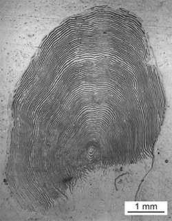 Magnified scale collected from a 738 mm female Chinook salmon