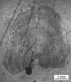 Magnified scale collected from a 789 mm female Chinook salmon