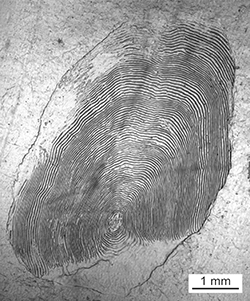 Magnified scale collected from a 837 mm female Chinook salmon