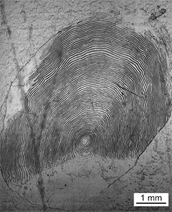 Magnified scale collected from a 879 mm female Chinook salmon