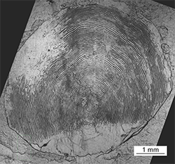 Magnified scale collected from a 853 mm male Chinook salmon