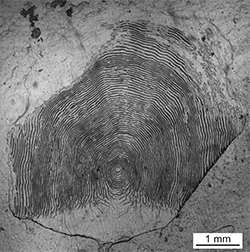 Magnified scale collected from a 856 mm male Chinook salmon