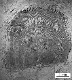 Magnified scale collected from a 796 mm Chinook salmon