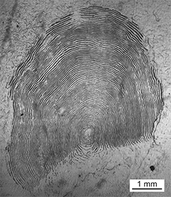 Magnified scale collected from a 758 mm Chinook salmon