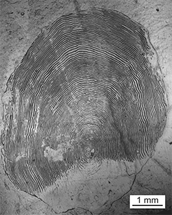 Magnified scale collected from a 863 mm Chinook salmon